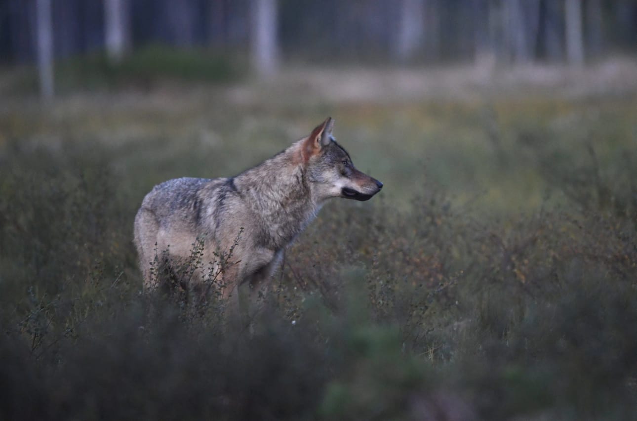 Susikanta on edelleen keskittynyt Lounais-Suomeen. LEHTIKUVA / JUSSI NUKARI
