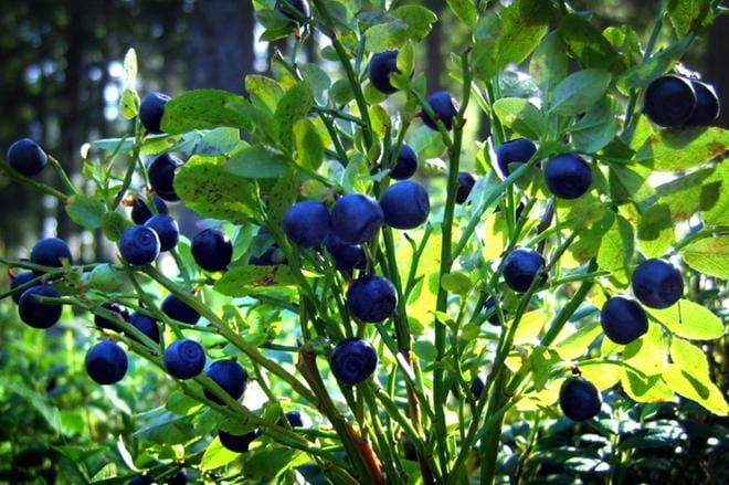 Koronapandemian aiheuttamat poikkeusolot vaativat suomalaisilta myös metsämarjojen poimintaan poikkeuksellisia toimia. Mikäli suomalaiset eivät innostu keräämään marjoja, ne uhkaavat jäädä metsään. Arkistokuva: Jouni Hänninen