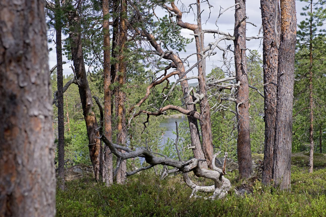 Saamelaisnuoret ovat huolissaan Inarin Nanguniemen luonnontilaisen metsän kohtalosta.