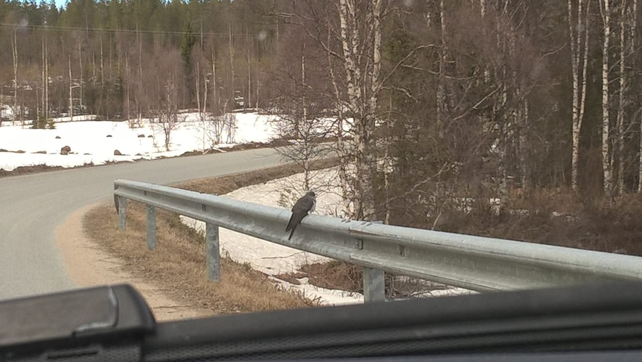 Toinen lukijamme Erja Paakkari sai kuvan käestä.