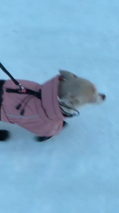 Ada-chihuahua kipittää töppöset ja toppapuku päällään