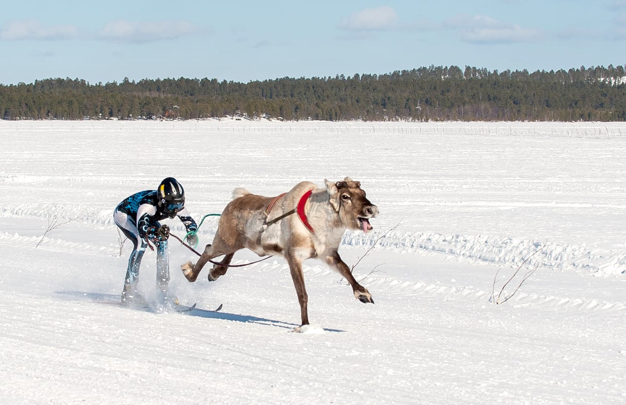 Kuuman sarjan 22. Jeeveli ylittämässä maaliviivan. Ohjaksissa Jani Ruokamo.