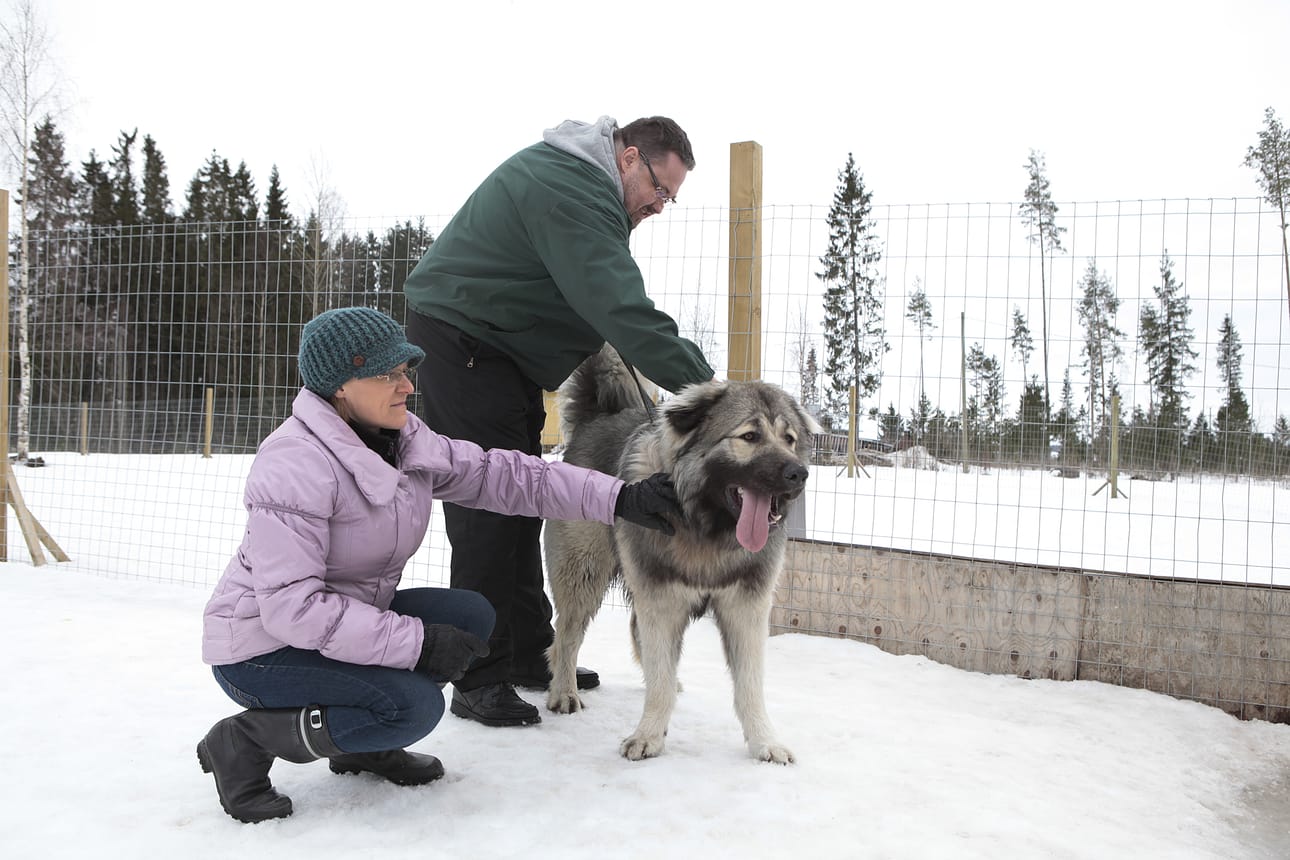 Ylivieskalaiset Tiina ja Jukka Eskola ovat antaneet Ronski-koiralle uuden kodin. Löytökoira päätyi Ylivieskan lemmikkieläinhoitolaan joulukuussa. Ronskin aiempaa omistajaa ei löytynyt, joten koiralle oli hankittava uudet omistajat.