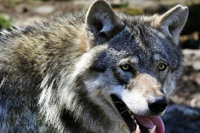 Susien karkotuslupaa haettiin Jurvassa lukuisten pihakäyntien perusteella. ARKISTOKUVA: JOUKO HÄNNINEN