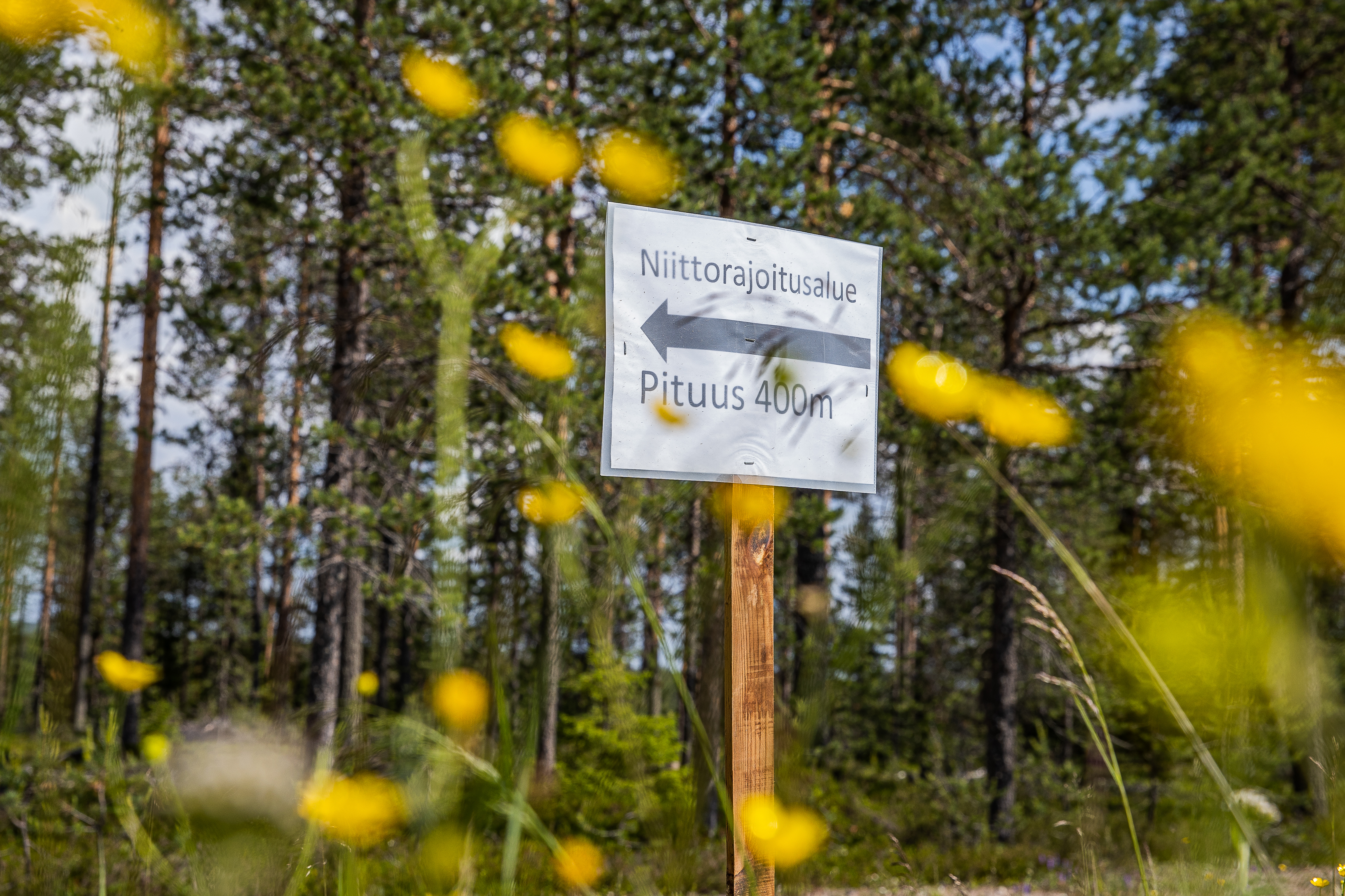 Niittyrajoituksilla edistetään luonnon monimuotoisuutta