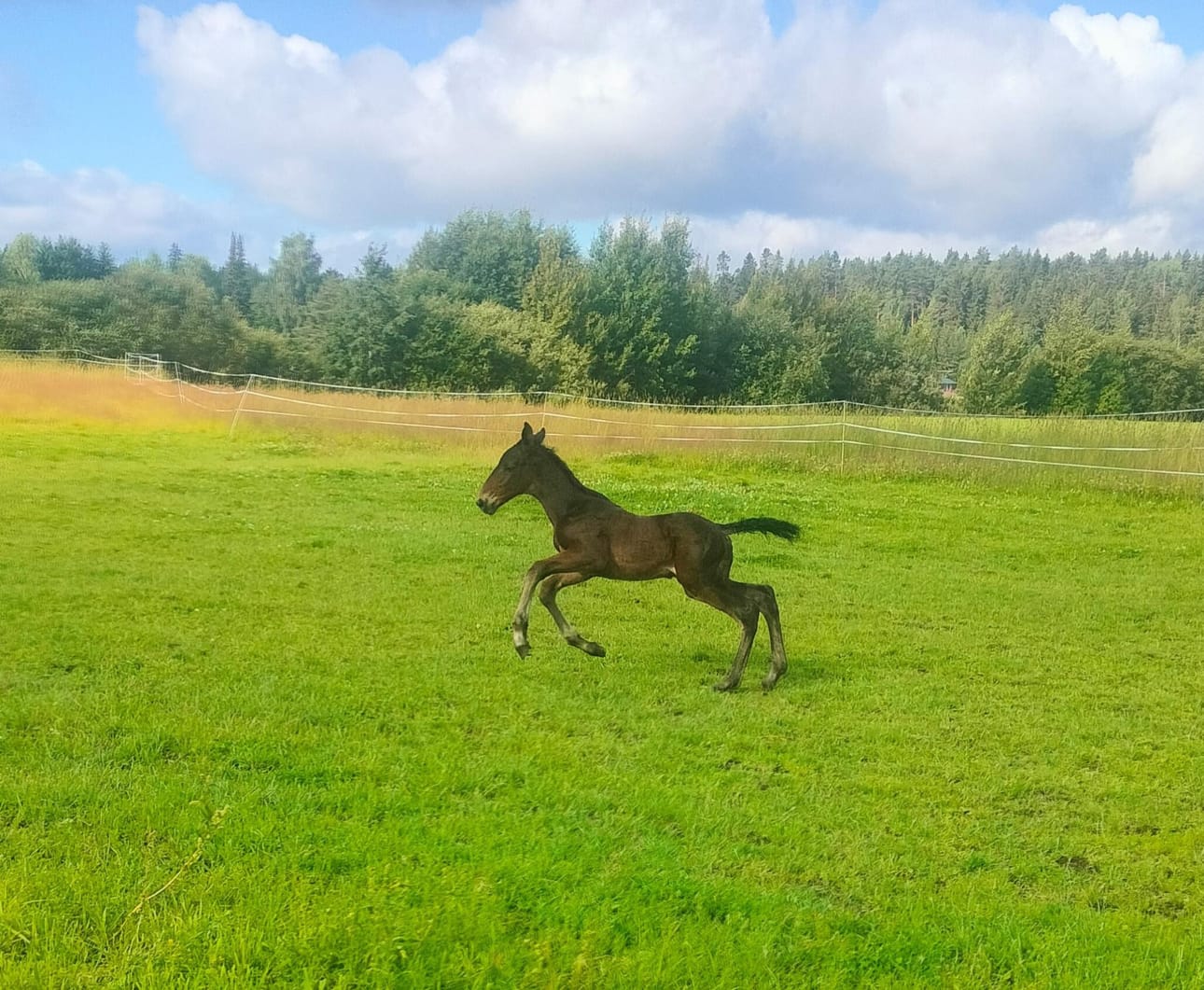 Vasta muutaman viikon ikäinen Prinsessa on jo nopea liikkeissään.