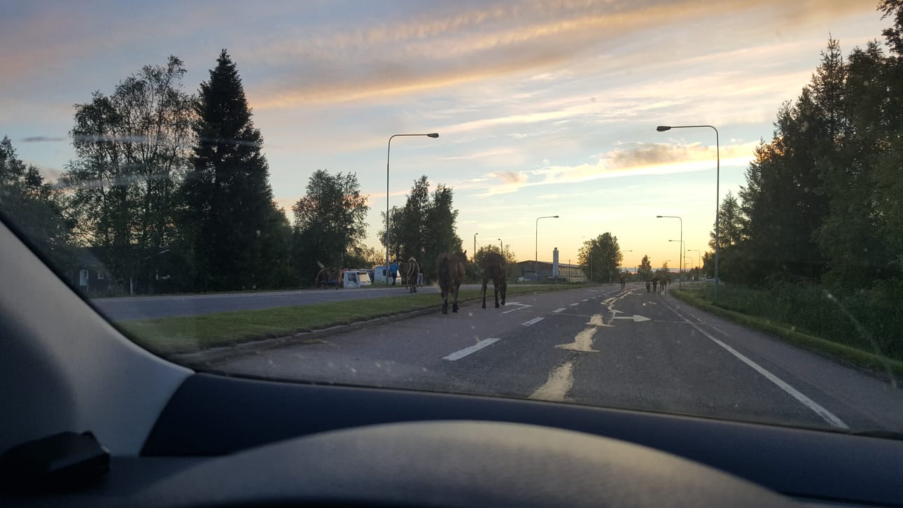 Karanneet hevoset olivat komea näky kesäyössä.