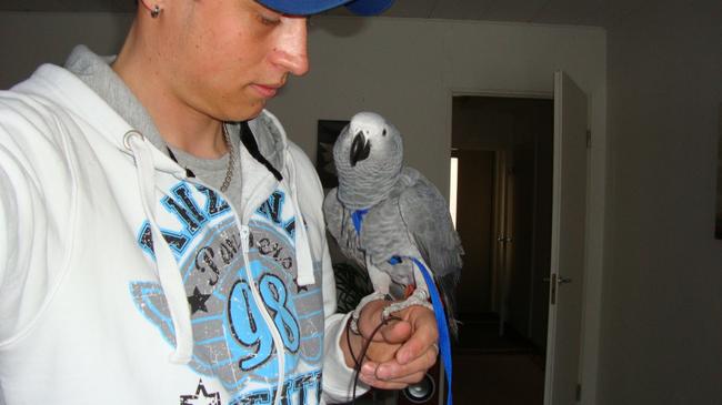 Jere-papukaija on kadoksissa.