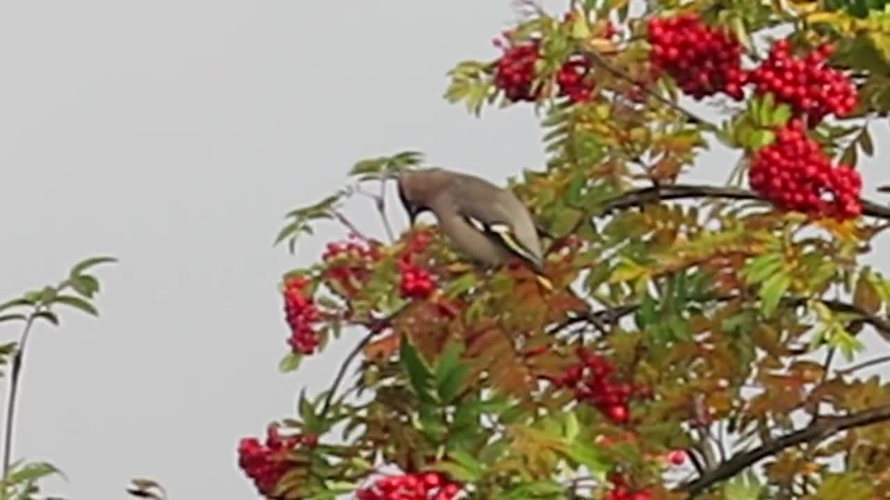 Tilhi popsii pihlajanmarjoja