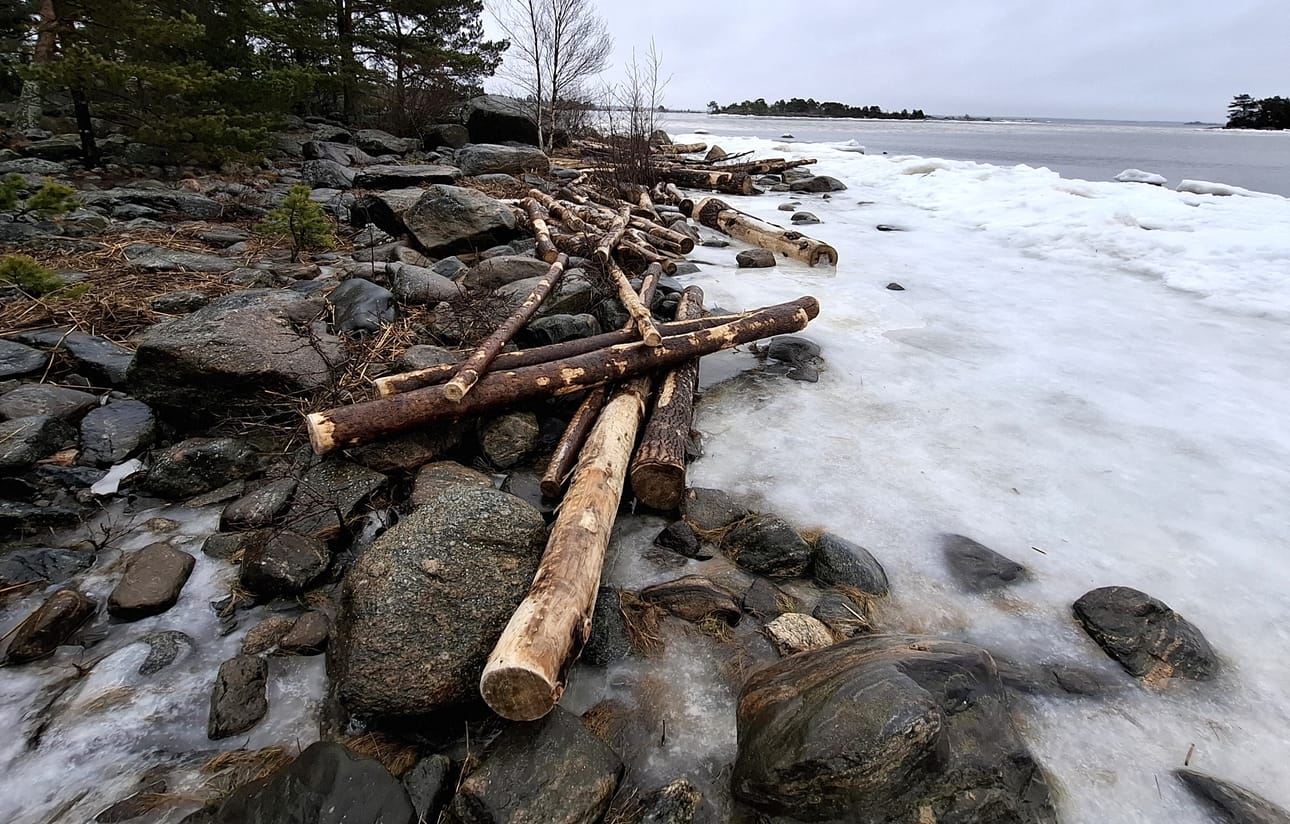Suositun ulkoilualueen rannat ovat täynnä tukkeja.