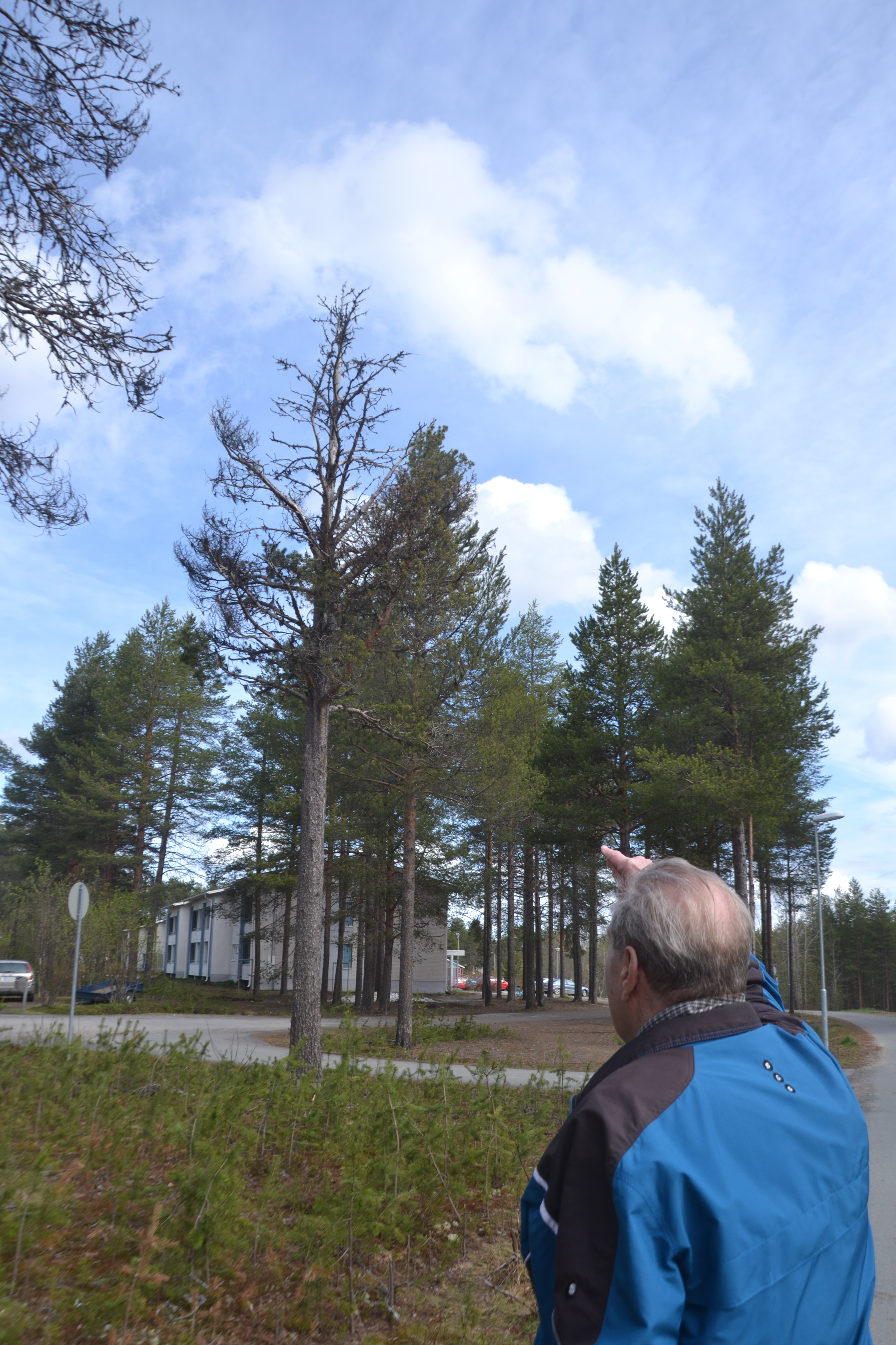 Seppo Virtanen haluaisi kaupungin huolehtivat metsistään paremmin.