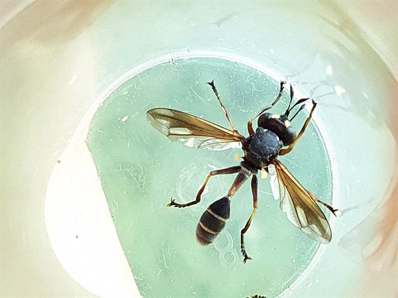Uusia luontaisesti levittäytyneitä kärpäslajeja löydetään Suomesta vuosittain useita, mutta valtaosa niistä on niin pieniä ja huomaamattomia, toisin kuin nyt löytynyt sievänaamiokärpänen. LEHTIKUVA / HANDOUT