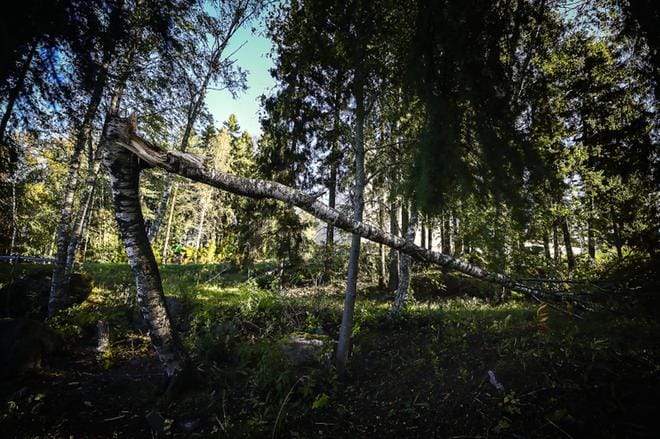 Myrsky kaatoi puita Vaasan Huutoniemellä. Kuva: Maija Saanio