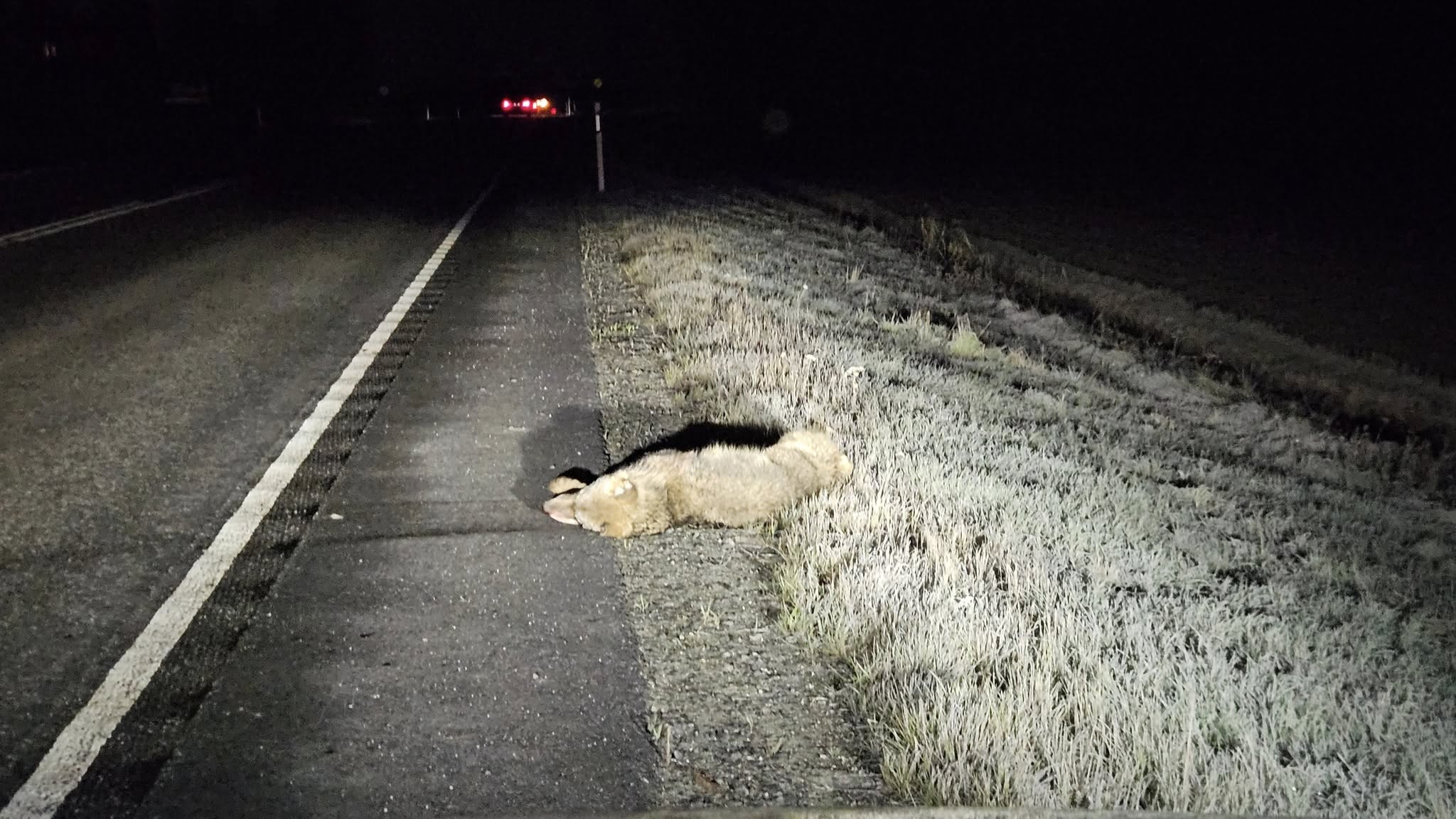Jukka Kuusalo siirsi suden sivuun, kun muita autoilijoita ei kiinnostanut