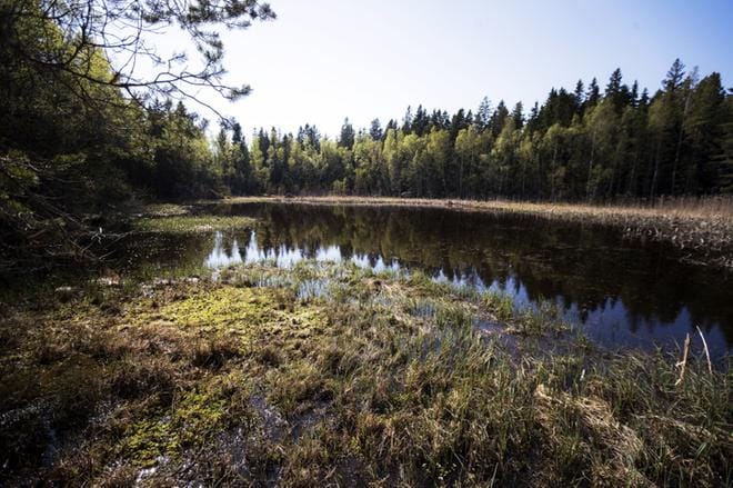 Lammassaaren hakkuualueen keskelle jää pieni metsälampi.