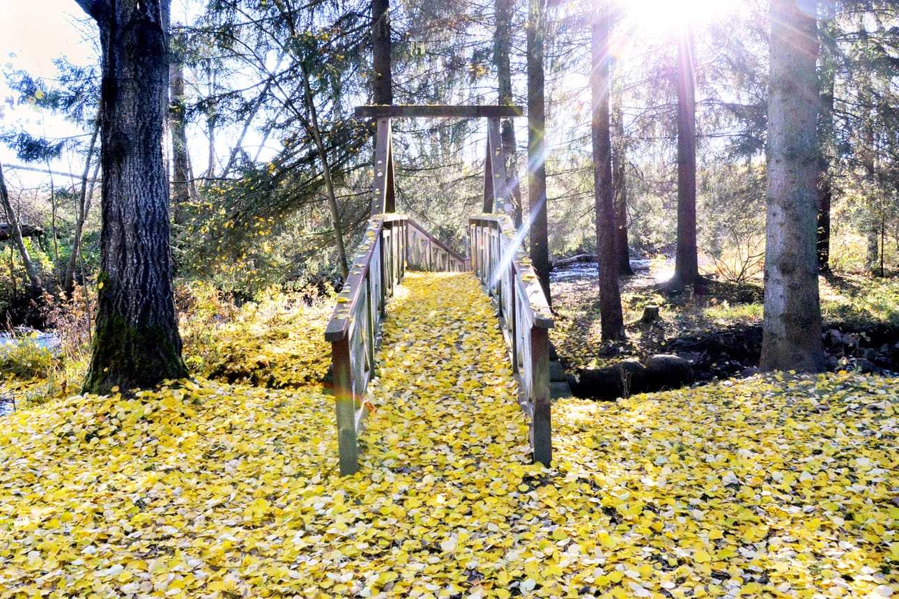 Väriloistoa Limingan Arboretumissa.