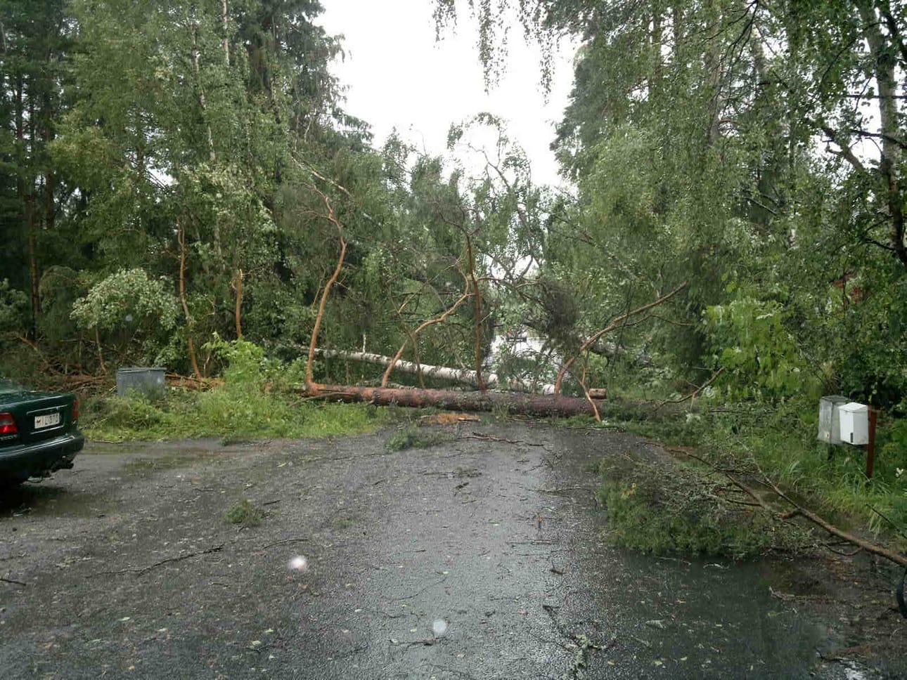 Myrsky kaatoi puita Haukiputaalla.