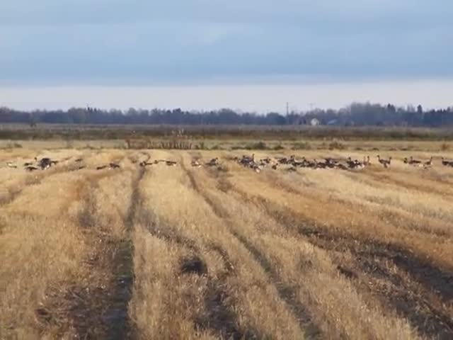 Tyrnävän linnut