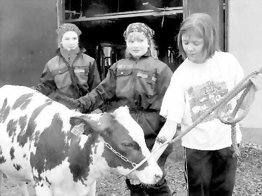Sutturalle riimu. Anu Ahlholm, Eveliina Kumpula ja Sirkka-Liisa Haapamäki laittavat riimun Sutturalle, jotta se pääsee kokeilemaan tottelevaisuuttaan junior handler -kurssilaisten ohjauksessa. Junior handlerilla pyritään innostamaan lapsia ja nuoria karjaharrastukseen.