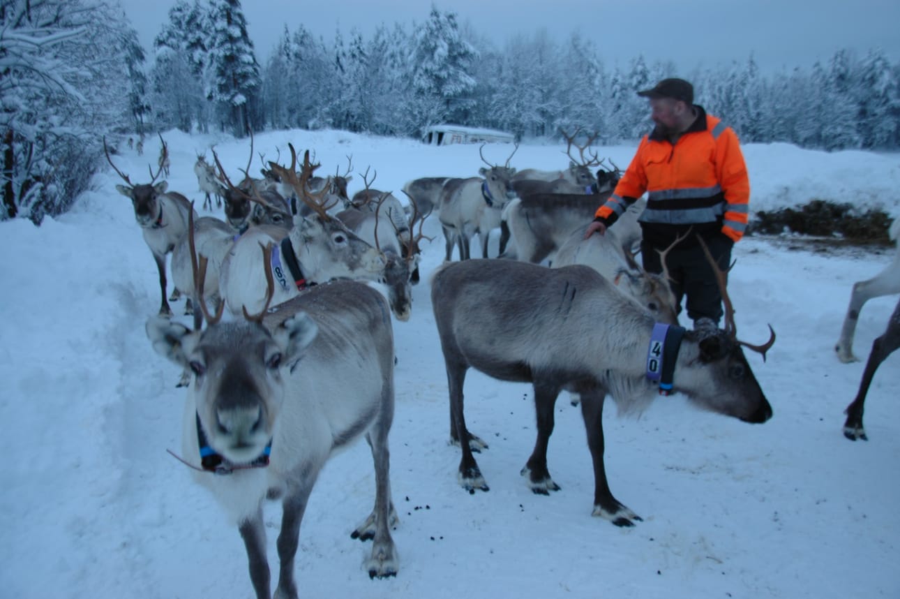 Porot tottelivat omistajansa Sauli Pitkäsen kutsua.