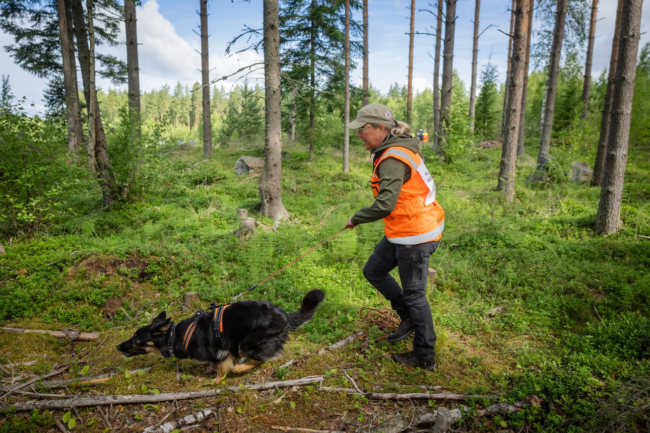 5-vuotias Nova johdattaa omistajansa Annika Nyforsin etsittävän luo vinhaa vauhtia.