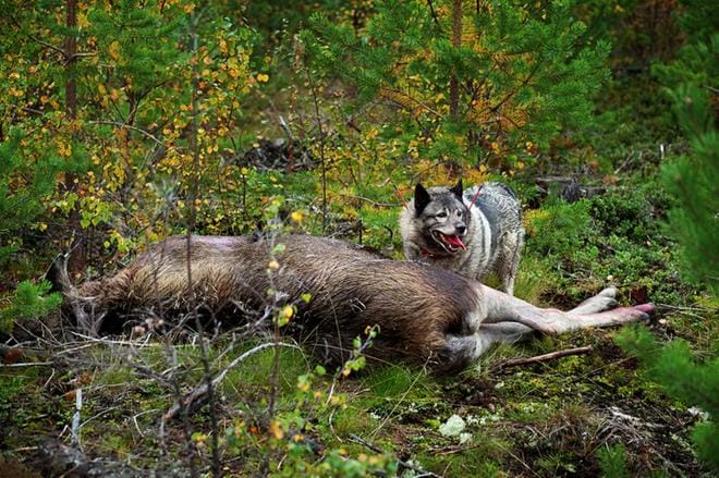 Metsästäjän ampuman hirven lihaa voi päätyä kauppaan laillisesti. Nyt tutkittavana olevassa tapauksessa ulkomaalaista lihaa myytiin kotimaisena. Arkistokuva: Timo Annanpalo