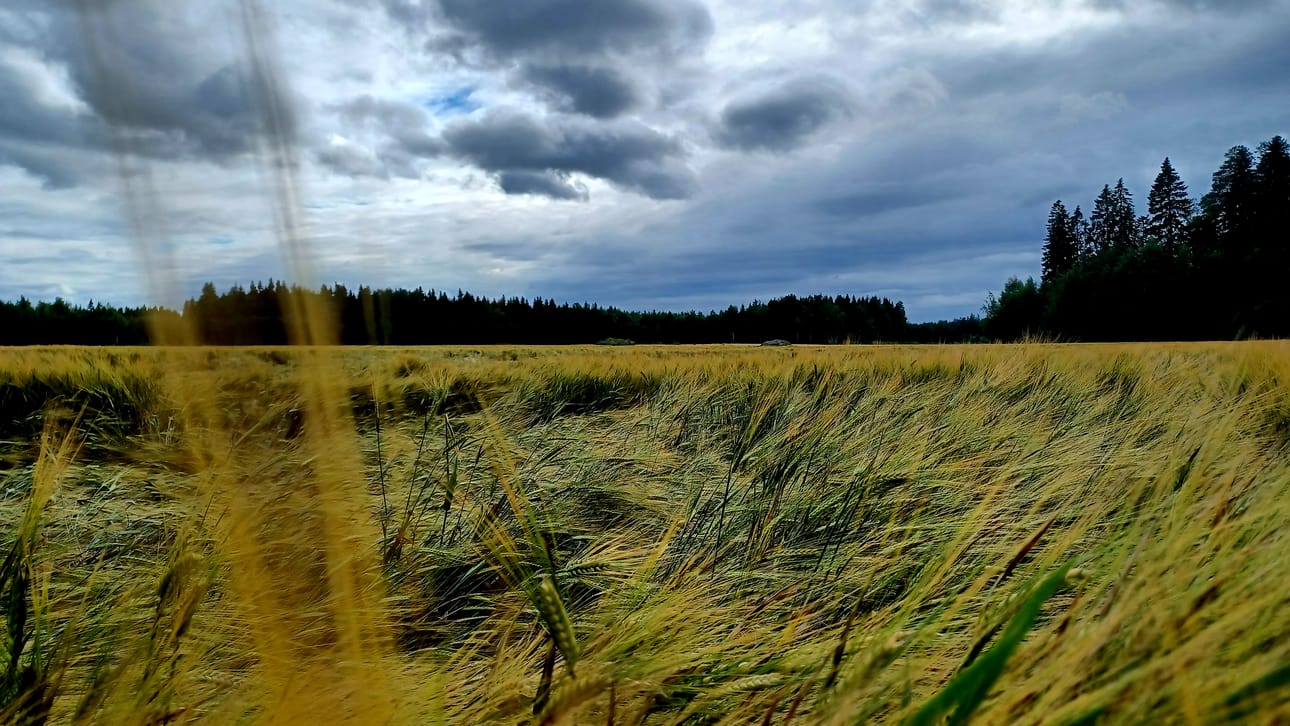 Pohjalaispeltojen merkitys kasvaa. Ohrapelto kuvattiin sateen jälkeen viime vuonna Laihialla. Arkistokuva.