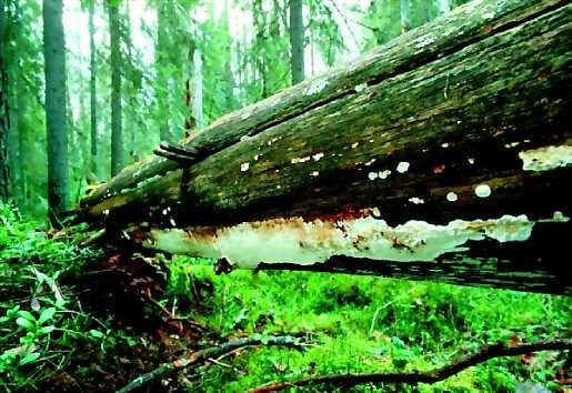 Verotuskäytännön muutos hävittää yksityismailla olevat, vielä suojelemattomat vanhat metsät, joiden luontoarvoja tai suojelun tarvetta ei ole juurikaan tutkittu.