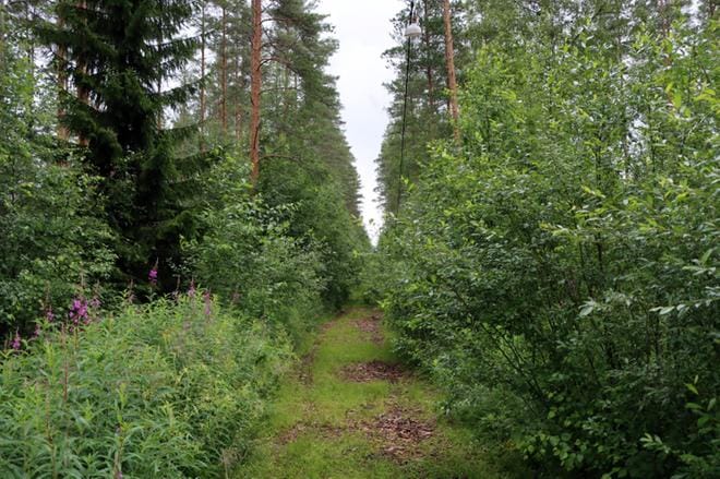 Niemenkylän kuntoradalla näyttää nykyisin tältä. KUVA: JARMO PANULA