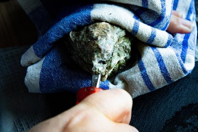 Kääri osteri keittiöpyyhkeeseen kuperampi puoli alaspäin ja ota siitä tukeva ote. Työnnä tasapäinen ruuvimeisseli osterin aukkoon ja nytkyttele sitä hetken aikaa, kunnes meisseli menee nivelestä läpi. KUVA: Harri