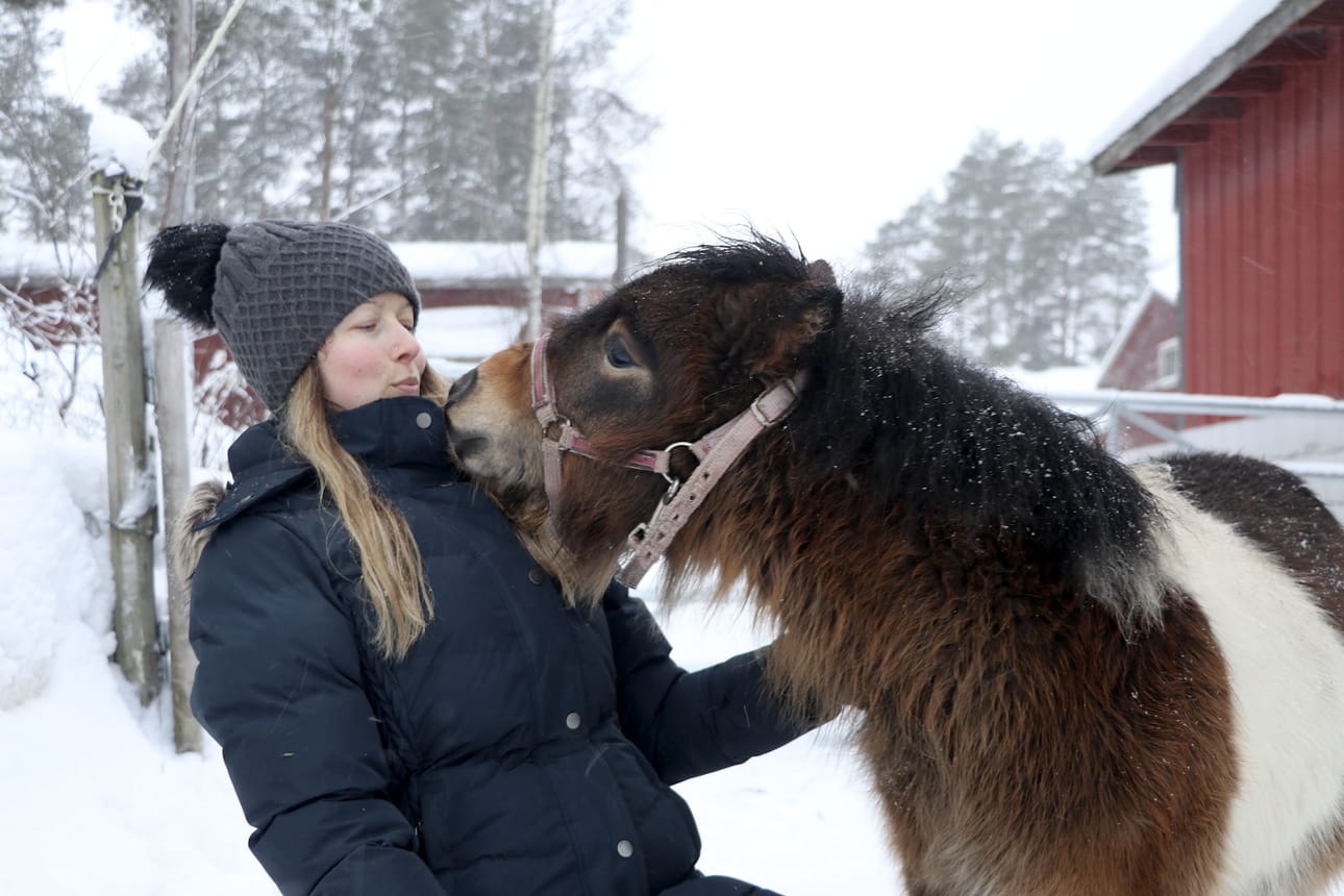 Paalijärveläisellä Maiju Pajalalla on ollut miniatyyrihevosia 16 vuotta.