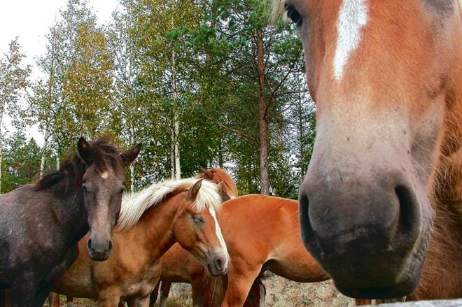 Soinissa järjestetään Western-ratsastusleiri 20-21.7. Arkistokuva.