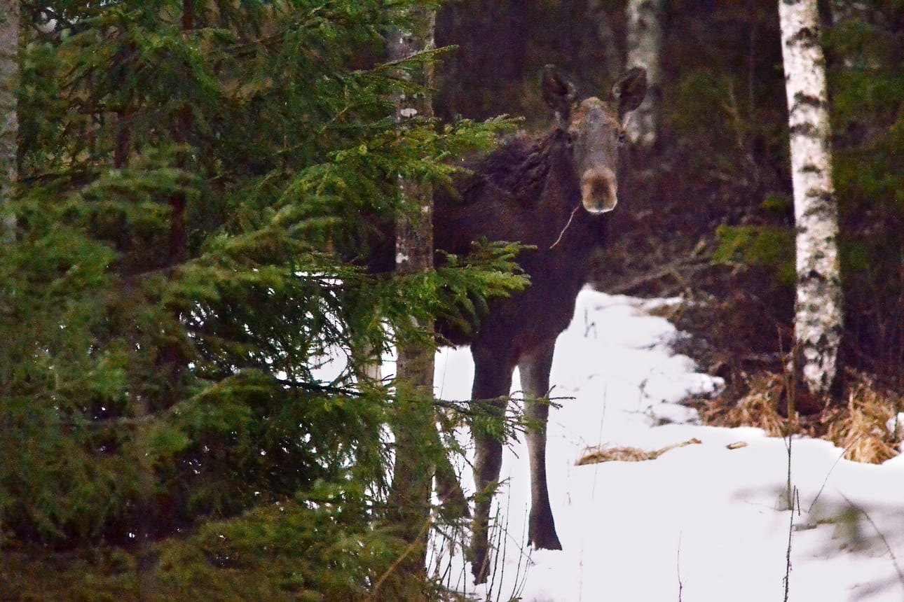 Hirvien kaatomäärät ovat kasvaneet, ja sudet verottavat vasakantaa. Näiden asioiden seurausta on, että hirvieläinten aiheuttamien metsätuhojen määrä ja korvaussummat tuhoista ovat pienentyneet murto-osaan aiemmasta. Arkistokuva.