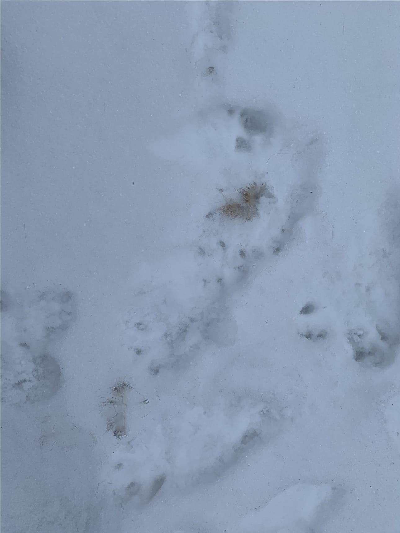 Tuoreesta lumesta löytyi ilveksen, jäniksen ja kissan jälkiä sunnuntaiaamuna Karjasillalla. Joku eläin oli menettänyt karvojaan.