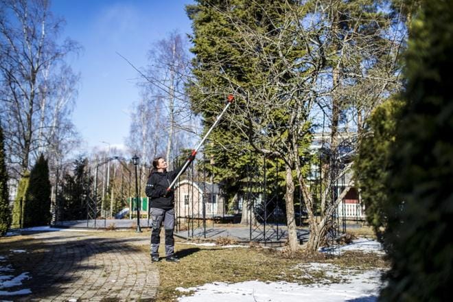 Tiina Kumpulainen valmistelee Uppalan kartanon puutarhassa komeilevia omenapuita uuteen kasvukauteen. KUVA: KRISTA LUOMA