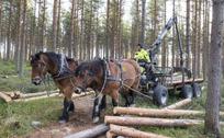Hevoset metsätöissä Oulun Kastellissa