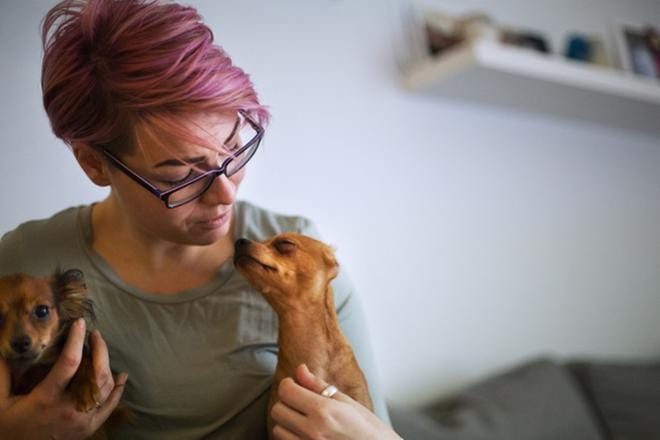 Vuoden ikäinen venäjäntoy Paavo ja lyhytkarvaisempi lajitoverinsa Sisu (7 kk) pitävät Anni Palon liikkeellä vaikeinakin aikoina. KUVA: MINNA ANTILA